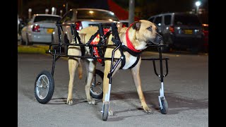 Silla De Ruedas Para Perro De 4 Ruedas  Marca Adéu [upl. by Ferriter]