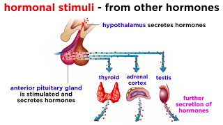 The Endocrine System [upl. by Tennes]