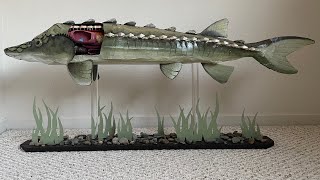 Green Sturgeon The Delta’s Disappearing Prehistoric Fish [upl. by Narruc]