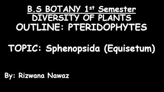 Sphenopsida Equisetum by Rizwana Nawaz [upl. by Reisman]