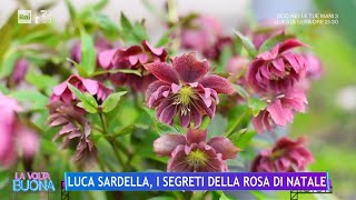 Luca Sardella i segreti della rosa di Natale  La Volta Buona 01022024 [upl. by Roscoe459]