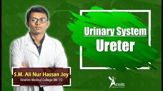 Urinary System Ureter  SM Ali Nur Hassan Joy বাংলা [upl. by Ibrahim]