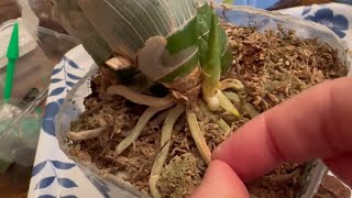 Catasetum New Season Prep 2024  Part 1 of 2 [upl. by Acherman]