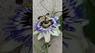 Maracuja Frucht Passiflora edulis Blaue Passionsblume Passionsfrucht caerulea ebenfalls essbar 😋 [upl. by Seagraves771]