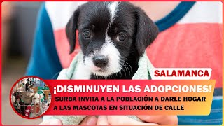 DISMINUYEN LAS ADOPCIONES EN SALAMANCA SURBA INVITA A LA POBLACIÓN A DARLE HOGAR A LAS MASCOTAS [upl. by Nhguavad]