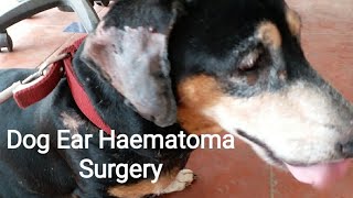 Dog Ear Haematoma Surgery Vet Visit [upl. by Anette]