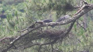 Rare WhiteBellied Herons spotted in Walong Arunachal Pradesh [upl. by Arlie829]