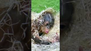 Sneezing Baby Orangutan  Cutest Moment Caught On Camera [upl. by Mechelle]