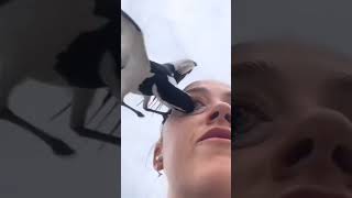 ¡ESTE CUERVO CASI LE SACA UN OJOcuervo ave birds viral xd naturaleza slowed slowmotion fly [upl. by Ysteb]