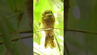 Frogmouth Not an owl but nocturnal wildlife birds [upl. by Mall]