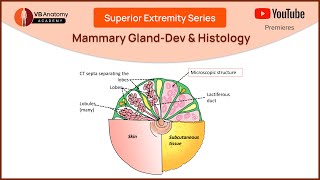 Unlocking the Secrets of the Mammary Gland Dev amp Histology Explained [upl. by Le450]