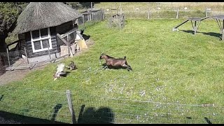 Gavião tenta pegar galinha mas é salva por galo e bode [upl. by Adnara]