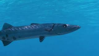 VIDEO Great Barracudas Can Swim at Speeds Up to 36 MPH  Oceana [upl. by Bonnice576]