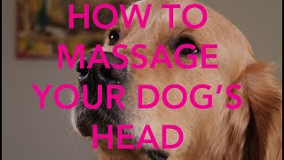 How To Massage Your Dog The Head [upl. by Norreht]