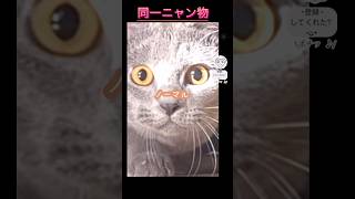 【ウソみたいだろ】 出てくる 猫 全部 同一ニャン物 なんだぜ… 猫 cat シャルトリュー hilarious 猫ショート プロトディスコ chartreux 고양이 แมว [upl. by Sacttler]