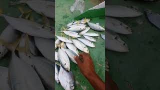 Korban kenko 1000 dan daido xpedition 02 shorts fishing [upl. by Nakhsa]