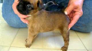 brussels griffon puppies 5 weeks old [upl. by Aretak]