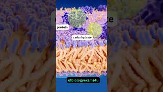 Cell Membrane 3D Animation 360 Degree Fluid Mosaic Model  Biology Animations biologyexams4u [upl. by Fancy480]