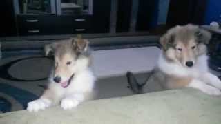 Rough Collie Puppies  8 weeks old  playing at home [upl. by Camilo]