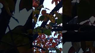 Pianta di cachi maturi in collina plants plant tree nature shorts trees piante fruit asmr [upl. by Hollister763]