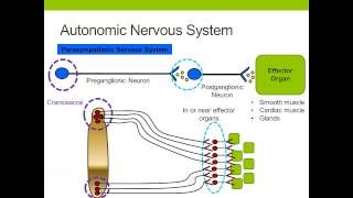 The Autonomic Nervous System [upl. by Lamont]