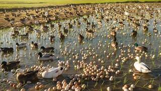 How Chinese Farmers Raise Billions of Ducks for Eggs  Duck Farming [upl. by Oah]