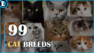 99 Domestic Cat Breeds and Their Origin [upl. by Letsyrk226]