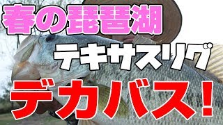 3月下旬、春の琵琶湖でテキサスリグを使ったらデカバスが釣れた【春バス釣り】ビッグパドル [upl. by Nilyad]