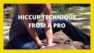 HOW TO QUICKLY STOP HICCUPS IN PUPPY OR ADULT DOGS  FAST AND EASY HICCUP TECHNIQUE FROM A PRO [upl. by Arelus]