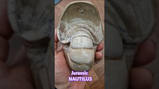 jurassic nautilus fossil from Burton Bradstock fossilhunting with fossiliferous [upl. by Eaton]