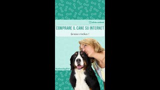 COMPRARE IL CANE SU INTERNET [upl. by Artemas]