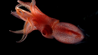 Mismatched Eyes Help Squid Survive the Ocean’s Twilight Zone [upl. by Siladnerb]