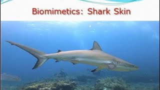 Biomimetics Shark Skin biomimetic shark sharks skin [upl. by Wiburg746]