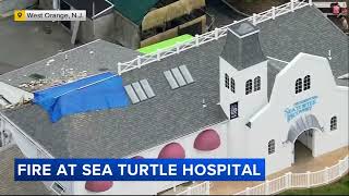 Lightning strikes New Jersey sea turtle hospital causing fire turtles rushed to safety [upl. by Hertzog179]