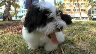 Dogs 101 Havanese [upl. by Magdala]