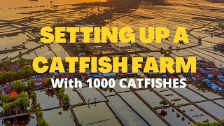 1000 Catfishes Pond Setup with PROFITS [upl. by Eoin]