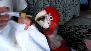 Green Wing Macaw Baby Feeding [upl. by Hanover]