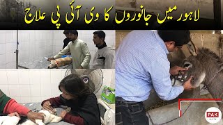 Animal VIP treatment in Lahore [upl. by Eatnoed]