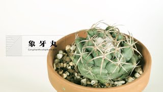 サボテン『象牙丸』Coryphantha elephantidens [upl. by Gnuhn]