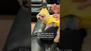 DOGS HALLOWEEN COSTUME GOES WRONG shorts [upl. by Rodama]