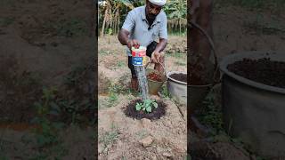 வெள்ளரிக்கு முதல் உரம் போடலாம் வாங்க Lets apply the first fertilizer to the cucumber farming [upl. by Nivej]