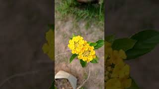 Lantana camara is a species of flowering plant in the verbena famíliy [upl. by Kolnick587]