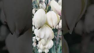 Yucca flowers close view [upl. by Vaclava]