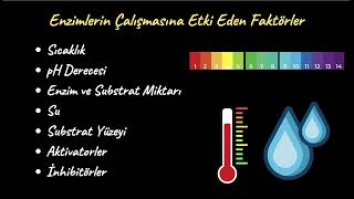 Enzimlerin Çalışmasına Etki Eden Faktörler Biyoloji [upl. by Sherar489]