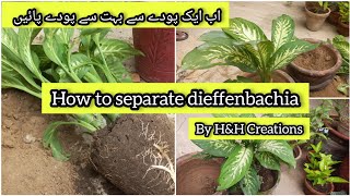 How to propagate Dieffenbachia By separation Method Grow so quickly with This Technique [upl. by Godiva656]