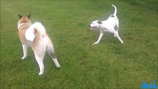 American Akita vs pitbull [upl. by Brotherson]