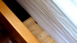 bedbug frenzy during heat treatment [upl. by Jos]