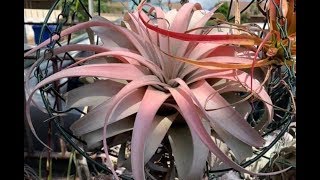 Tillandsia Air Plants Collection and Information [upl. by Suoicerp]