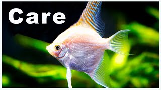 Angelfish Care and Breeding Check Out All The Varieties [upl. by Eiruam]