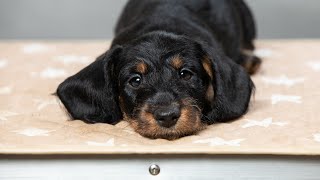 Dachshund wirehaired miniature Такса жш миниСамуэль 8 weeks old [upl. by Phyllys599]